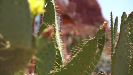 close up of cactus plants in dry desert landscape of valley of fire state park, nevada usa, selective focus, full frame