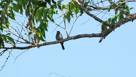 Scratching-while-perched-on-a-branch,-Verditer-Flycatcher,-Eumyias-thalassinus,Thailand