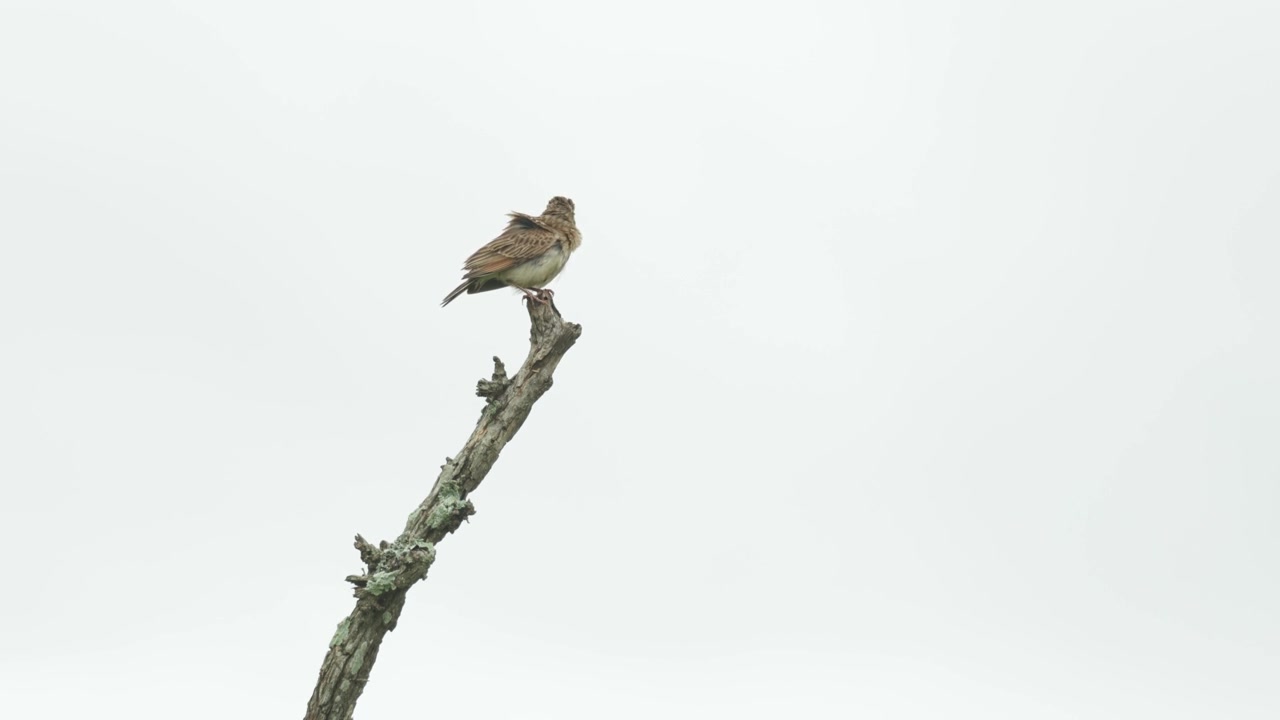 A cisticola calling while perched at the top of a dead branch with a cloudy sky as background, Kruger National Park.