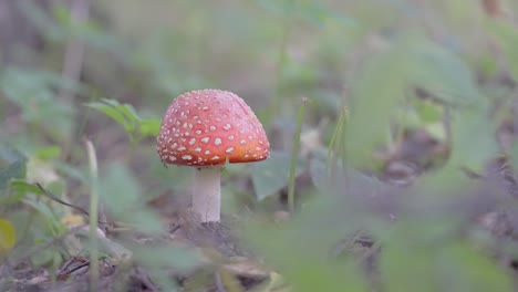 Red-White-spotted-Fly-Agaric-Mushroom-On-The-Soil