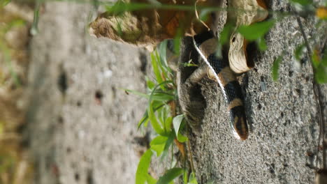 la serpiente krait de mar es una serpiente marina letal y venenosa - vertical aislada de cerca