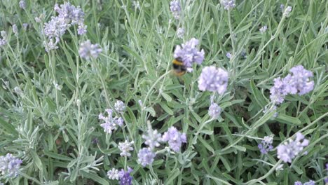 close-up lavander shrubs and violet flowers