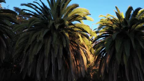 toma de drones de múltiples palmeras panorámicas a la izquierda durante la hora dorada del atardecer con cielos azules claros en los ángeles, parque de california