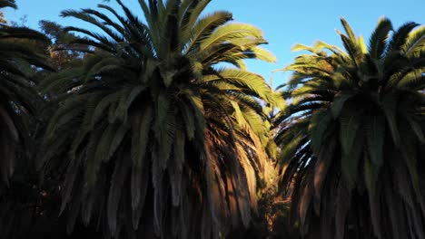 drone shot of multiple palm trees panning left during golden sunset hour with clear blue skies in los angeles, california park