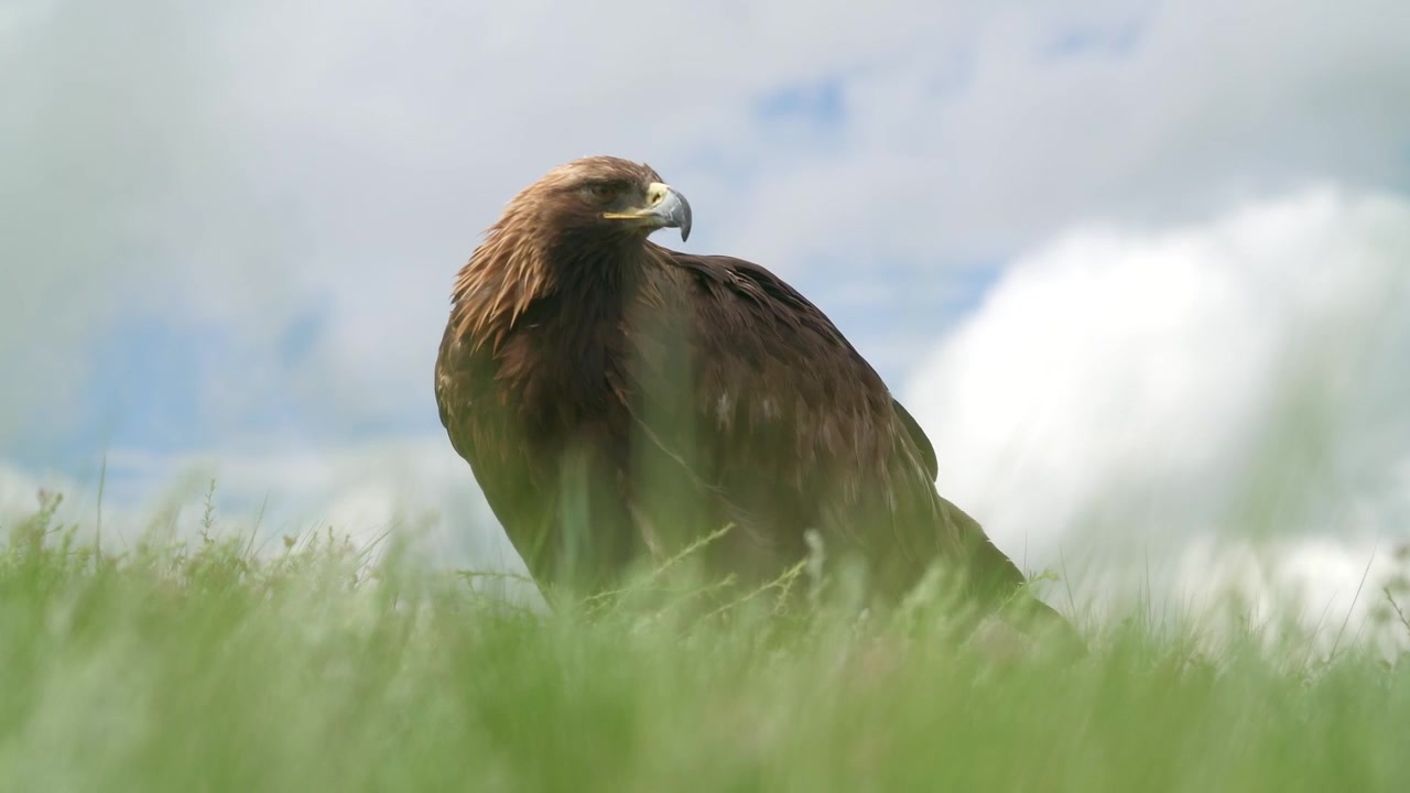 Aquila reale appollaiata in un campo erboso