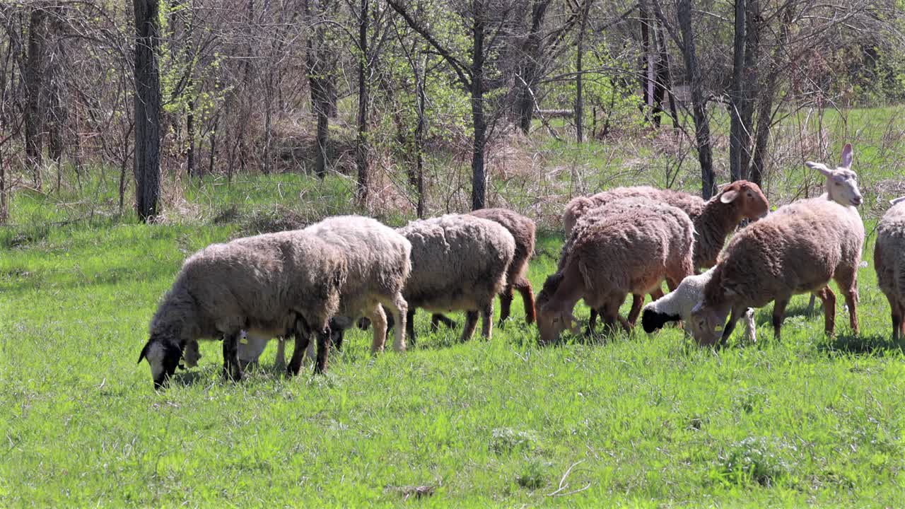 Pecore e agnelli pascolano vicini in un prato in una giornata di sole