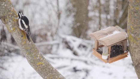 woodpecker take seed and go to spot to eat