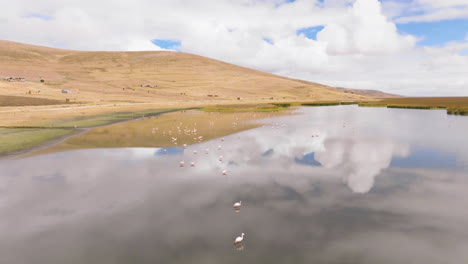 Drone-flies-over-Flamingo-filled-marsh-in-Central-Peru