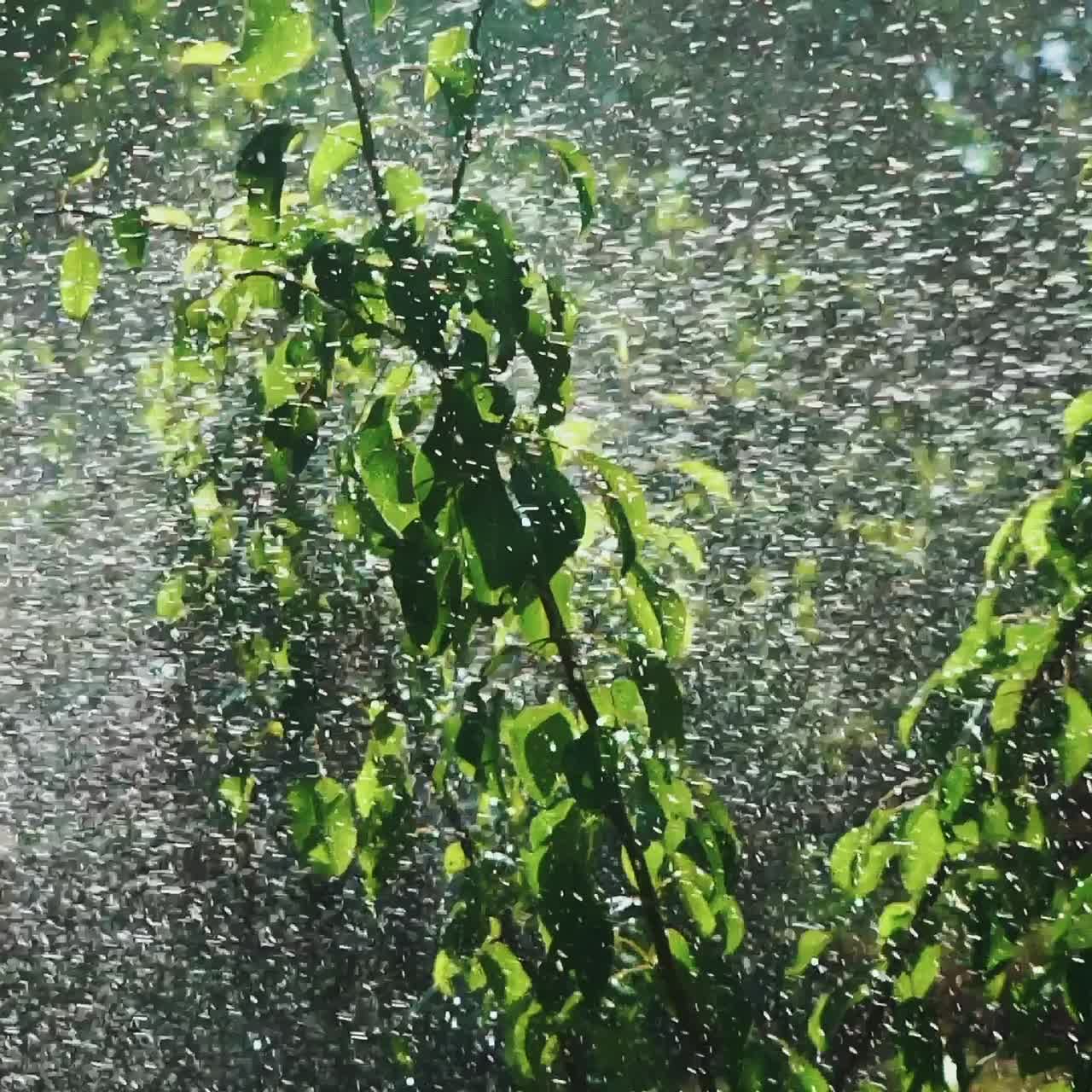 Garden Irrigation. Automatic sprinkler watering system for plants and lawn. Slow motion.