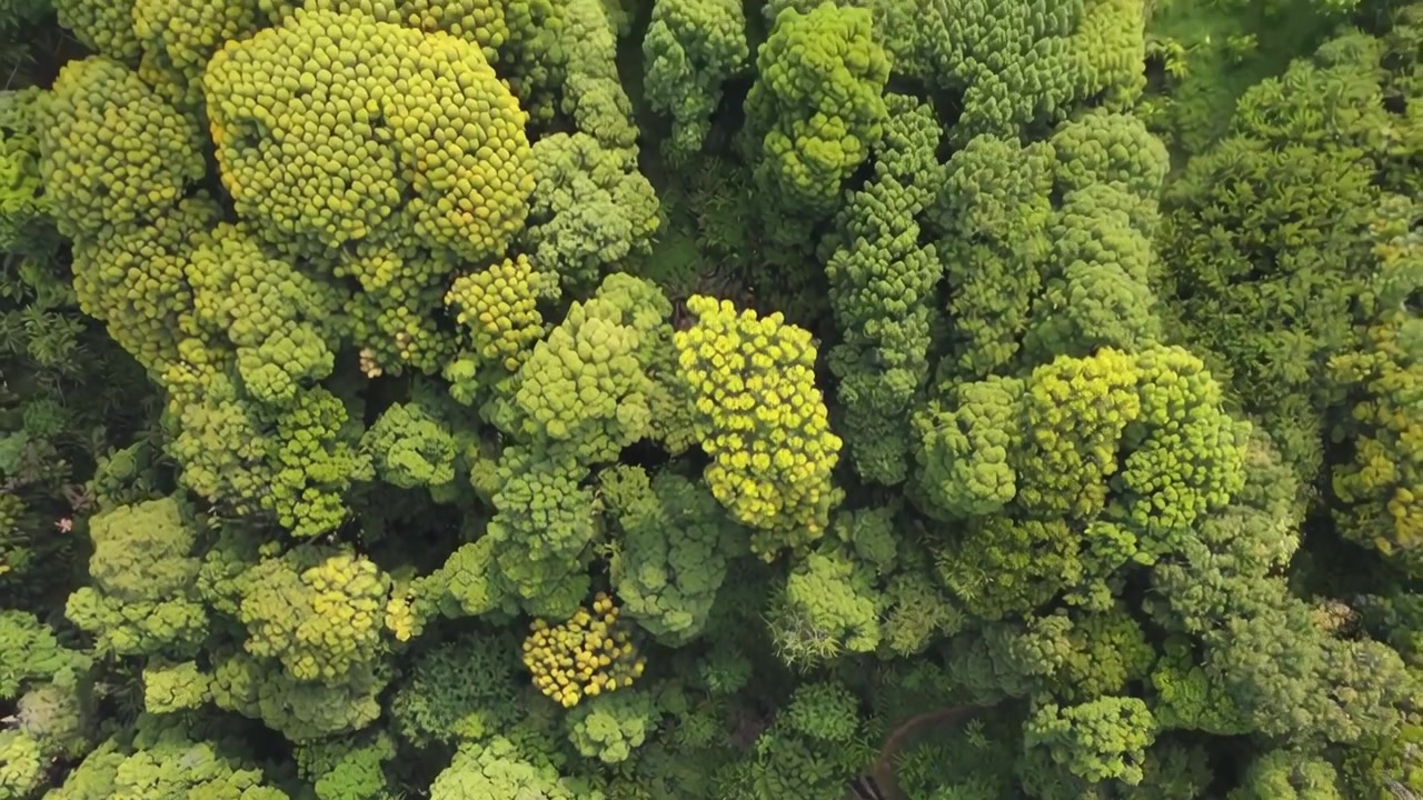 Vista aérea cenital de un exuberante dosel forestal verde