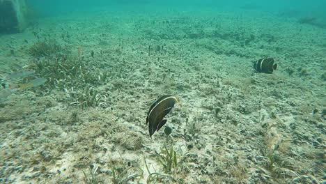 french angel fish on the atlantic ocean near cozumel island one of the biggest reefs on earth