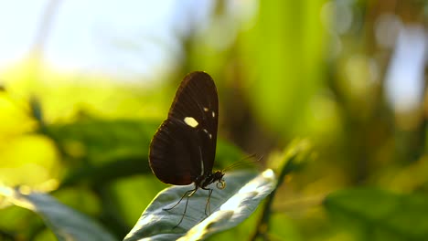 a butterfly sitting on a big leaf and then flying away in slow motion