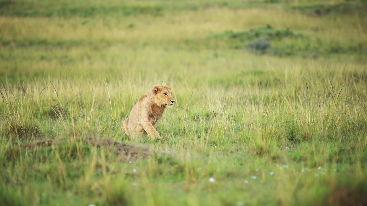 leeuw nadert wrattenvarken over lege weelderige savanne, jonge leeuw leert jagen om te overleven in het moeilijke ecosysteem van het maasai mara nationaal reservaat, kenia
