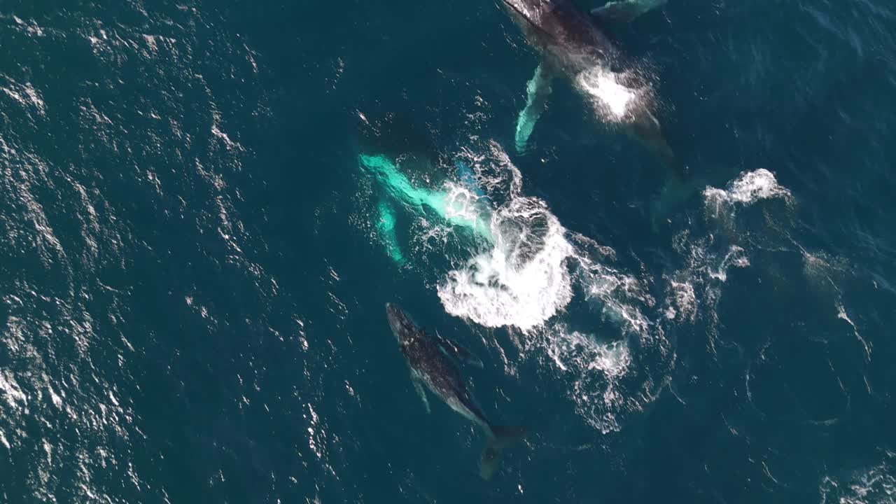 Aerial drone footage of two humpback whales and a calf gracefully swimming through the vibrant blue waters of the Pacific Ocean, showcasing the beauty of marine life in motion.