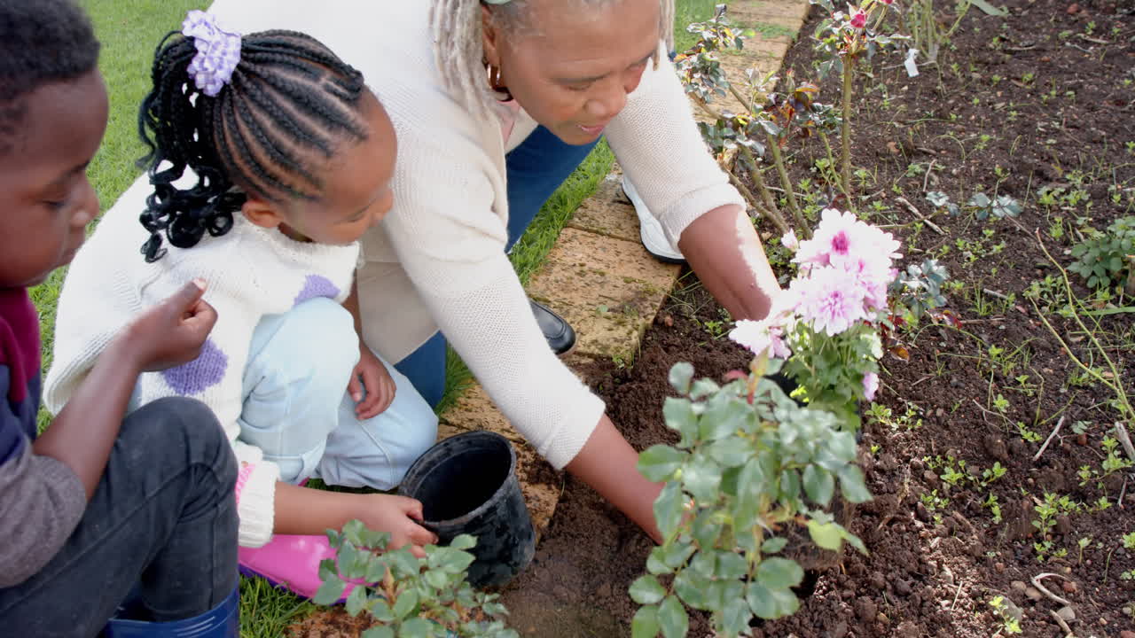 African american grandmother, grandson and granddaughter planting flowers in garden, slow motion
