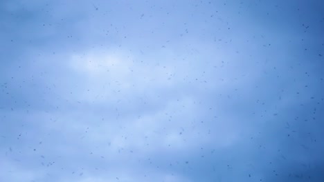 swarm of insects flying under the cloudy sky - low angle shot