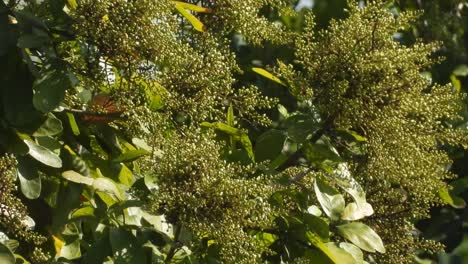 Flor-De-Nuez-De-Sopa---Abeja-Recogiendo-Miel