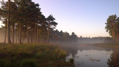 misty forest at sunrise