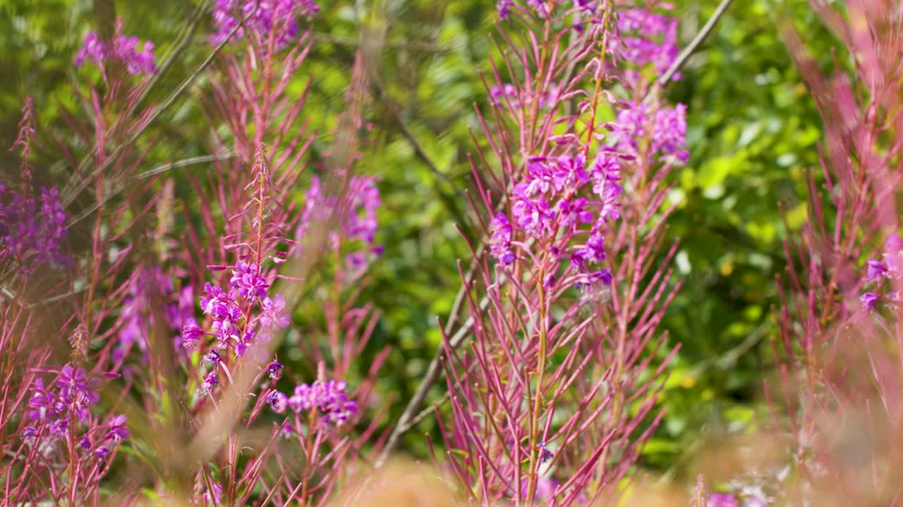 Bee moves among vibrant fireweed blossoms, shallow focus, natural daylight, gentle camera pan