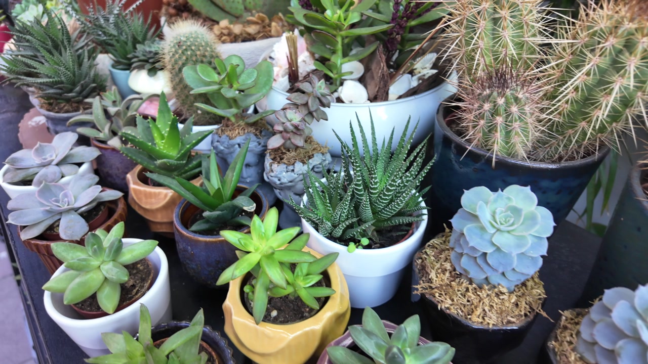 A Diverse Collection of Potted Succulents and Cacti