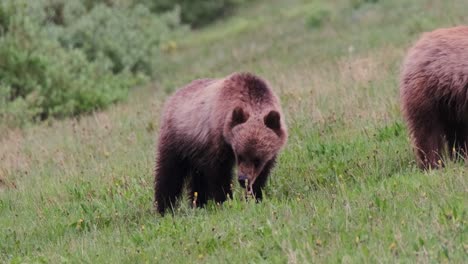 Se-Ve-Una-Cerda-Y-Un-Cachorro-De-Oso-Grizzly-Parados-En-La-Ladera-De-Hierba,-Buscando-Comida