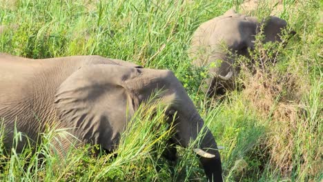Afrikanische-Elefanten-In-Hohen-Gräsern-Fressen-Mit-Stämmen,-Krüger-Nationalpark