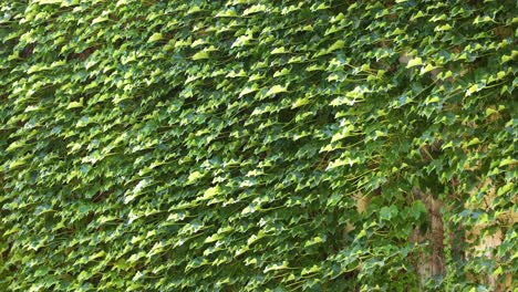 la hiedra verde exuberante que cubre una pared