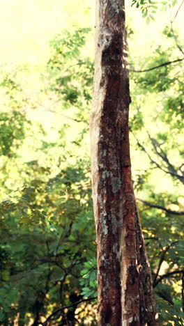 close-up of a tree trunk in a forest