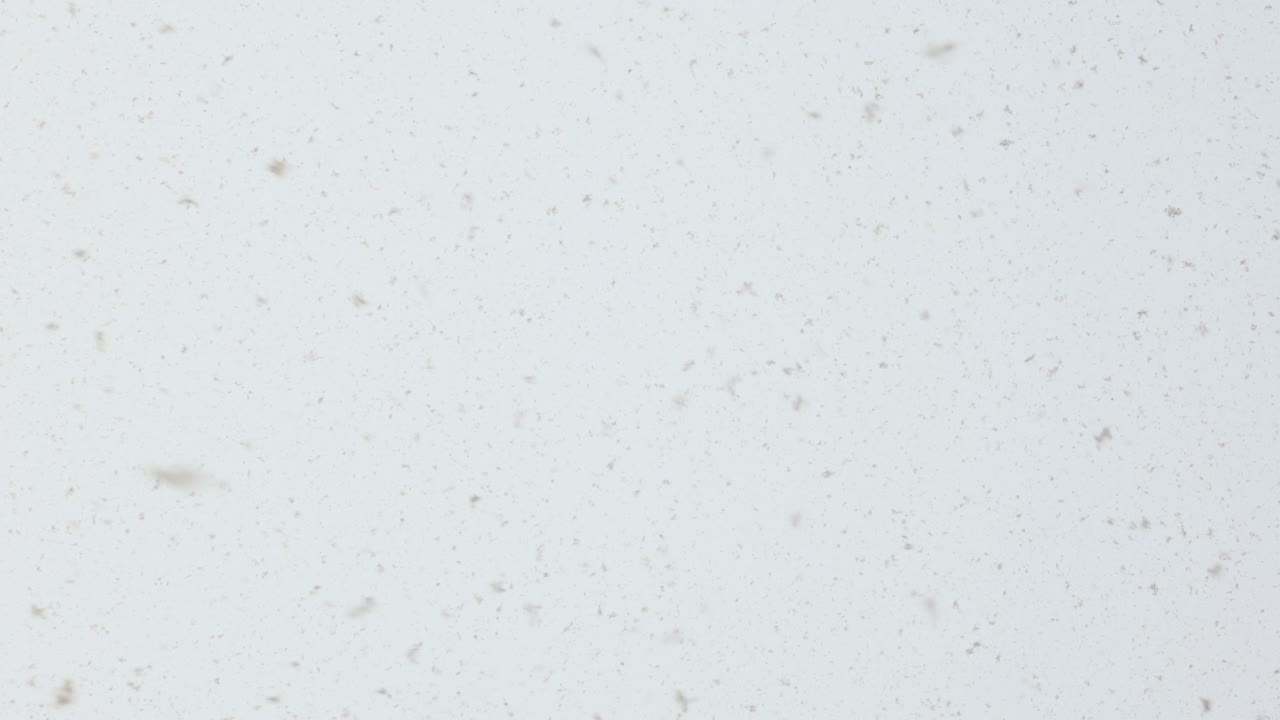 fondo de copos de nieve. nieve cayendo en fondo blanco de cerca. feliz navidad o feliz año nuevo fondo. resolución 4k.
