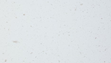 fondo de copos de nieve. nieve cayendo en fondo blanco de cerca. feliz navidad o feliz año nuevo fondo. resolución 4k.