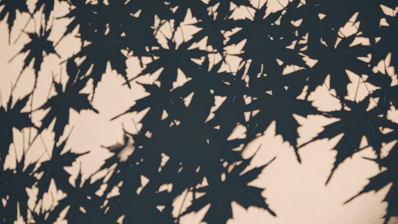Artistic video capturing the shadow of maple leaves against a light background, shot from a low