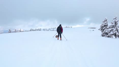 male skying straight after a dog enjoying to run into the snow at a streched white landscape with pine trees covered with white snow