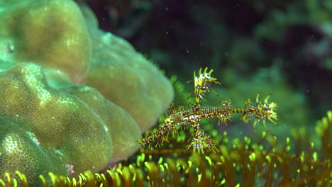 Agujas-De-Mar-Fantasma-Arlequín-Juvenil-En-Arrecifes-De-Coral-Tropicales