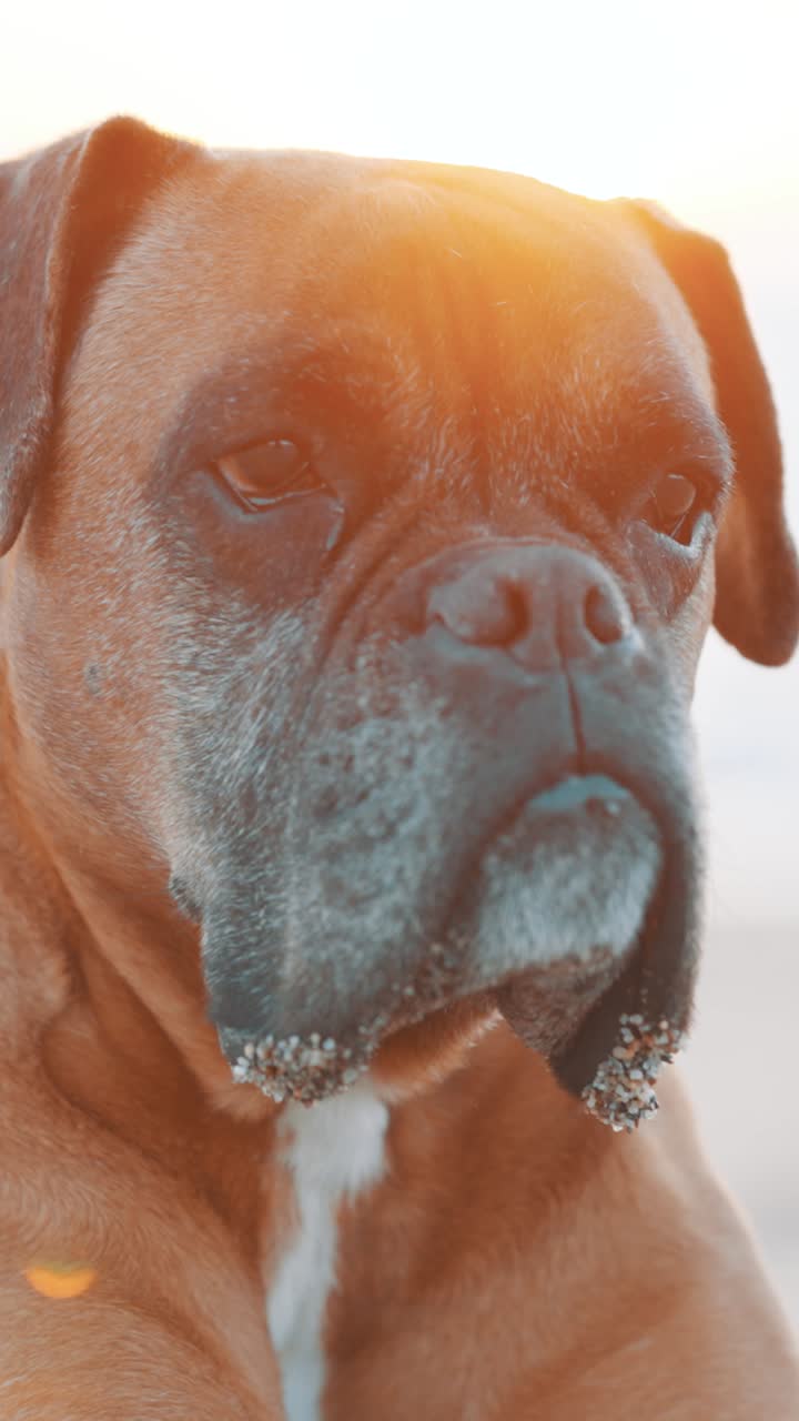 Boxer dog posing at sunset on the beach