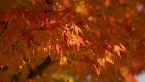 Red leaves of Japanese Maple tree blowing gently in breeze, sunny day