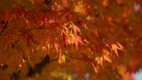 red leaves of japanese maple tree blowing gently in breeze, sunny day