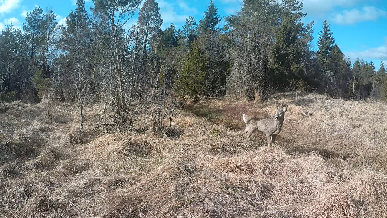 Male roe deer (Capreolus capreolus) looking around suspiciously, then going away during the spring moult. Saaremaa, Estonia.