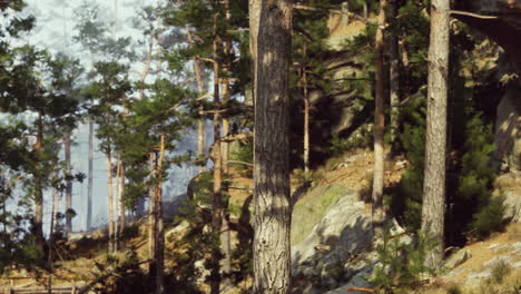 una vista panorámica de un bosque de pinos con rayos de sol brillando a través de los árboles.