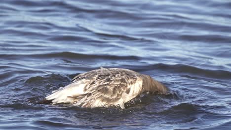 young olrog's gull floating and dipping its head into the coast