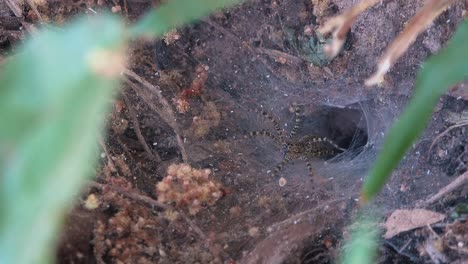 funnel web spider gathering nest