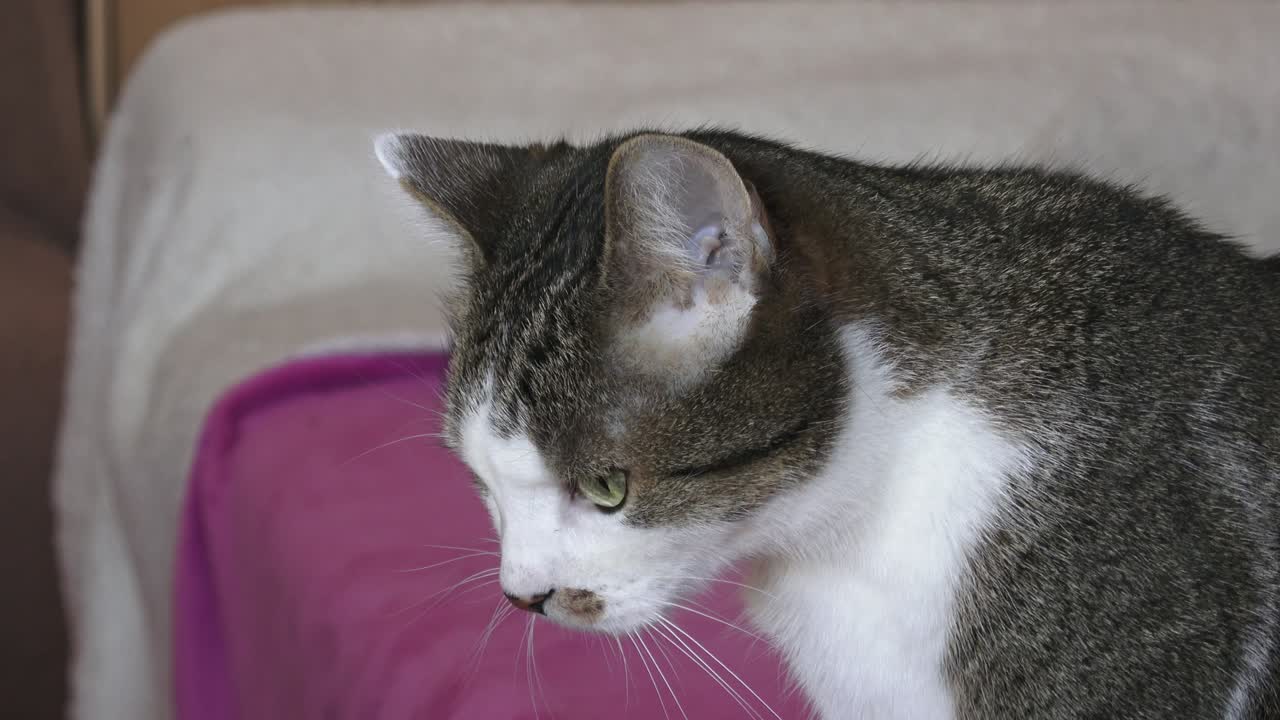 사파에 앉아 있는 예쁜 고양이의 초상화