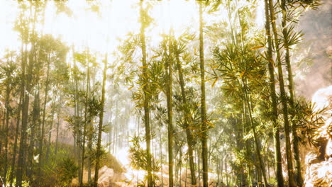 asian-bamboo-forest-with-morning-sunlight