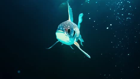 a blue and black fish swimming underwater