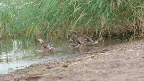 Drei-Stockenten,-Die-Am-Ufer-Ihre-Federn-Pflegen