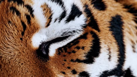 close-up of a tiger's face