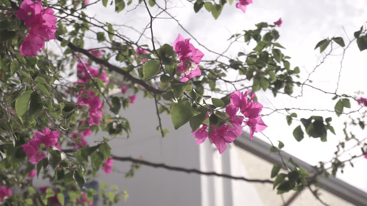 Cherry blossoms, morning ambience