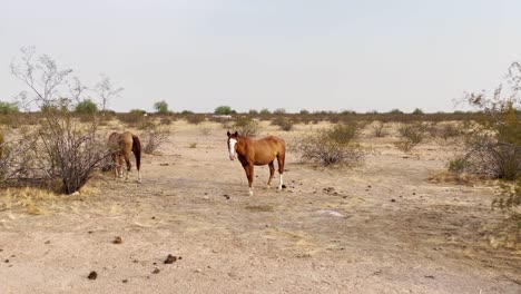 A-wild-horse-with-a-white-blaze-stands-still-to-access-the-situation,-Sonoran-Desert-near-Scottsdale,-Arizona