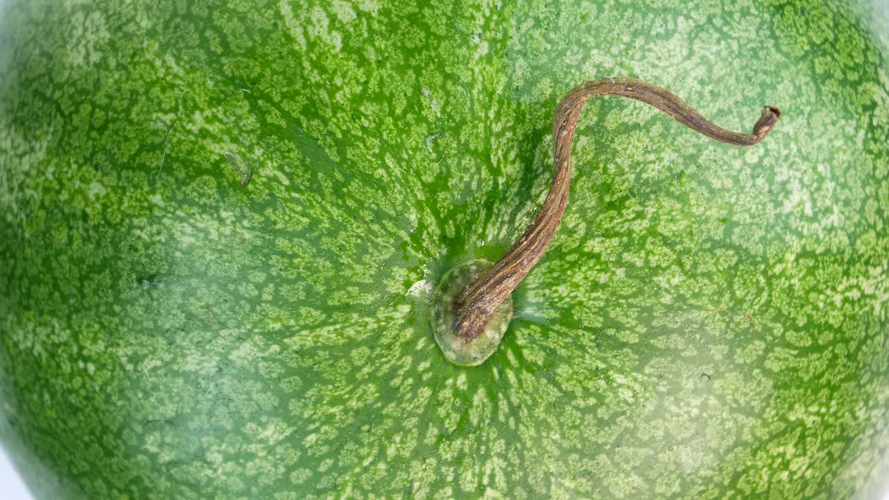 sandía de rayas verdes girando en un círculo. cosecha de sandías. comida dulce. comida vegetariana. cocina casera. agricultura. menú de platos. fondo blanco. video.