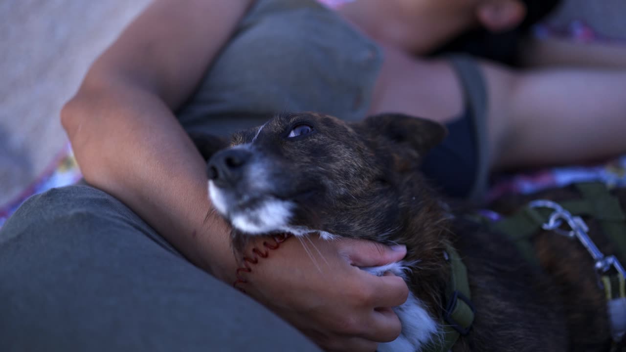 해변에서 개를 쳐다보는 여자