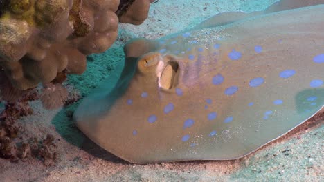 blue spotted ribbontail ray close up on coral reef